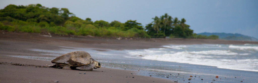 Turtle-Licensing-1024x330
